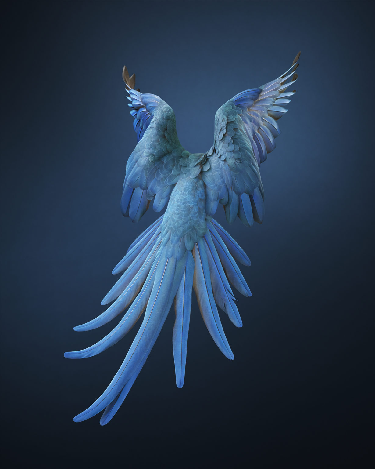 SPIX'S MACAW - OXFORD iS